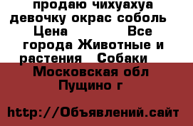 продаю чихуахуа девочку,окрас соболь › Цена ­ 25 000 - Все города Животные и растения » Собаки   . Московская обл.,Пущино г.